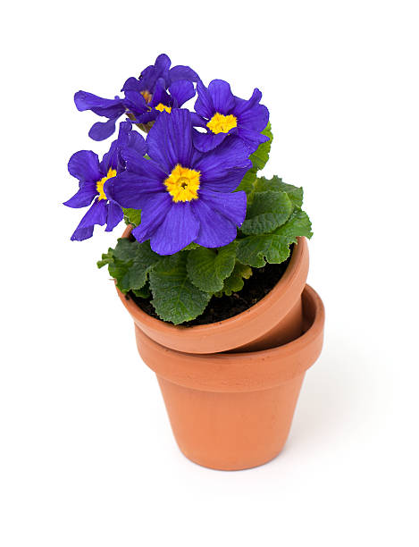 istock violet primula flowers in ceramic pot 164116161