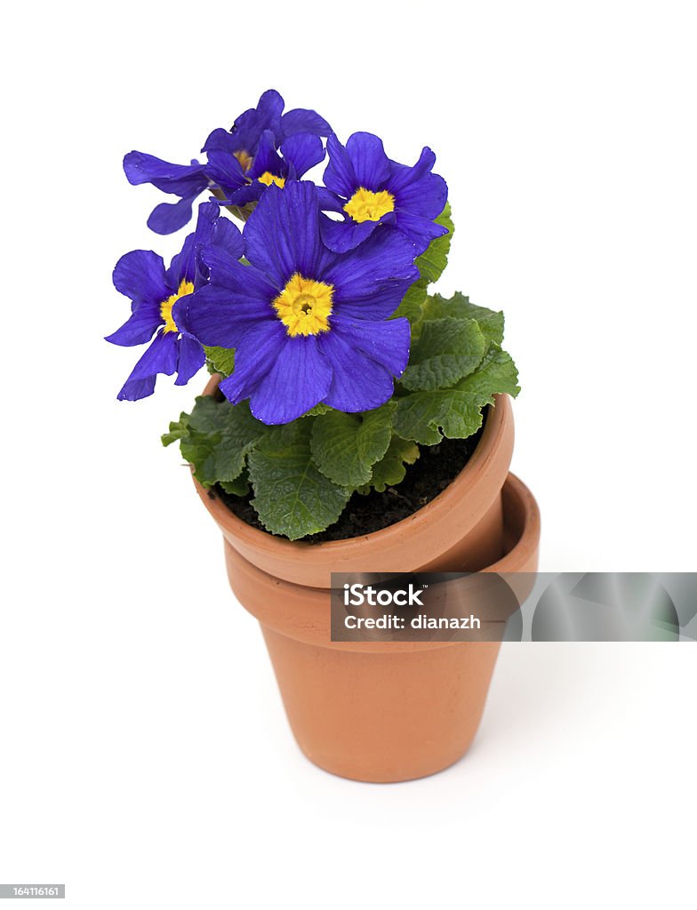 Violeta Prímula de flores em vaso de cerâmica - Royalty-free Amarelo Foto de stock