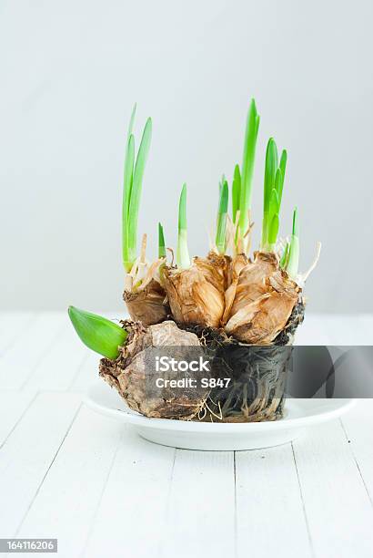 Foto de Lâmpadas De Flor e mais fotos de stock de Botão - Estágio de flora - Botão - Estágio de flora, Branco, Bulbo