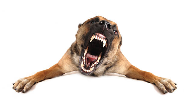 A photo of an angry dog barking  very angry purebred belgian shepherd malinois, focus on the eyes of dog. guard dog photos stock pictures, royalty-free photos & images