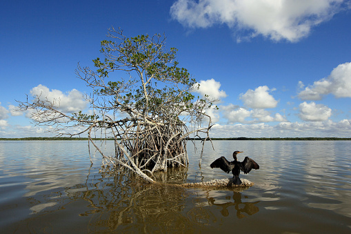 Cormorant drying its wings on mangrove root in West Lake in Everglades National Park, Florida in early morning light.