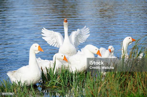 Photo libre de droit de Oies Du Lac Sur La Côte banque d'images et plus d'images libres de droit de Agriculture - Agriculture, Aile d'animal, Ailes déployées