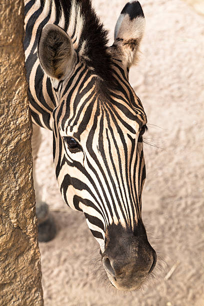 nahaufnahme von zebra - herbivorous close up rear end animal head stock-fotos und bilder