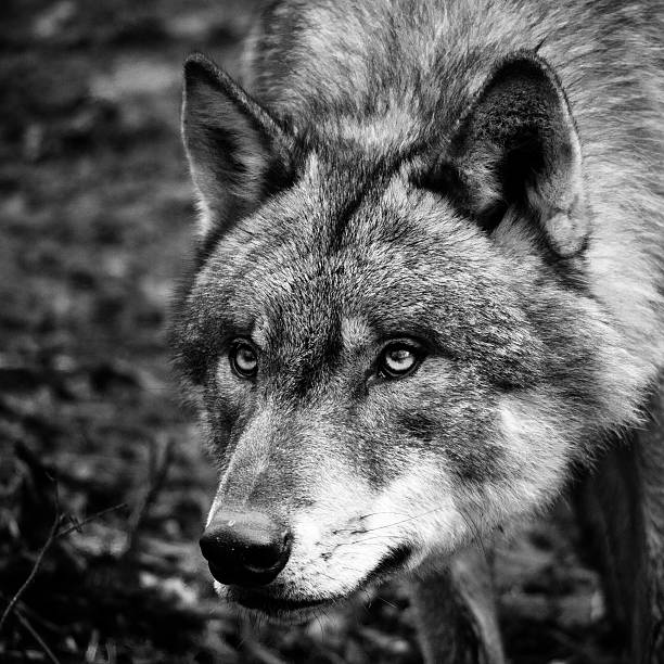 Black & White Wolf Portrait stock photo