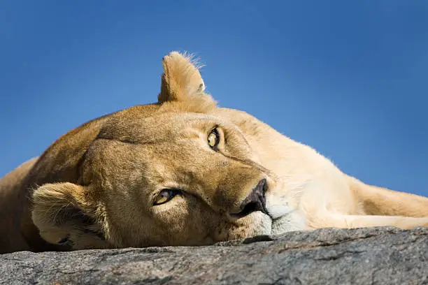 Photo of Lion portrait
