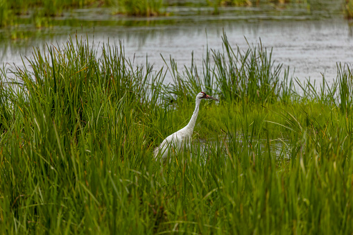The whooping crane (Grus americana) in the Marsh. Native, rare the tallest North American bird   .