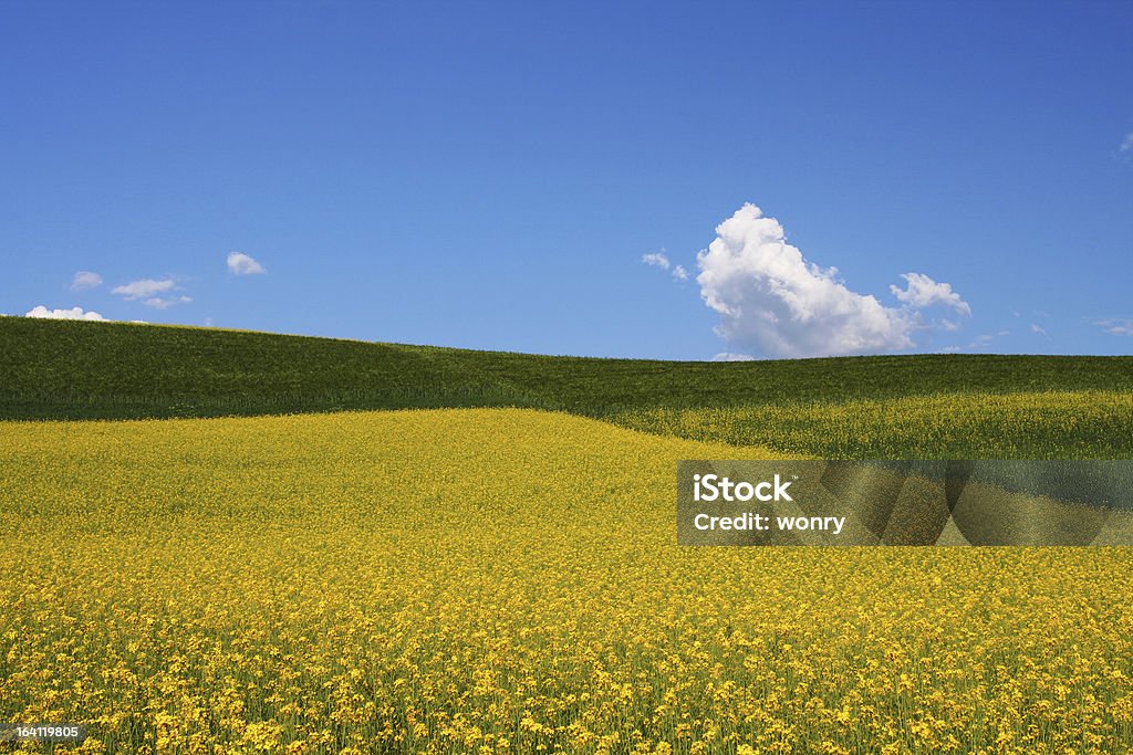 Rape, barley fields under sky and white clouds Rape, barley fields under sky and white clouds, beatiful scenery and background. Agricultural Field Stock Photo