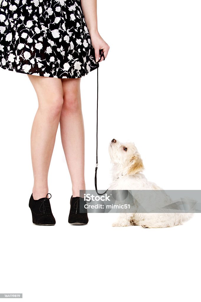 Chiot sur le noir conduit à côté des jambes de la femme - Photo de Femmes libre de droits