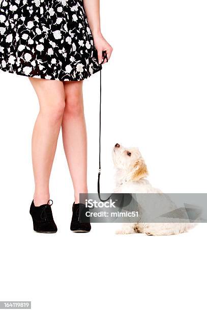 Photo libre de droit de Chiot Sur Le Noir Conduit À Côté Des Jambes De La Femme banque d'images et plus d'images libres de droit de Femmes