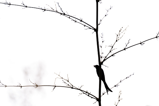 This is a collection of images where emphasis is given to the main subject, cutting out background noise. These images were taken by focussing on the birds against an overexposed white background like the sky.  This minimalistic series of silhouettes leaves the premise of the scene to the imagination of the viewer.