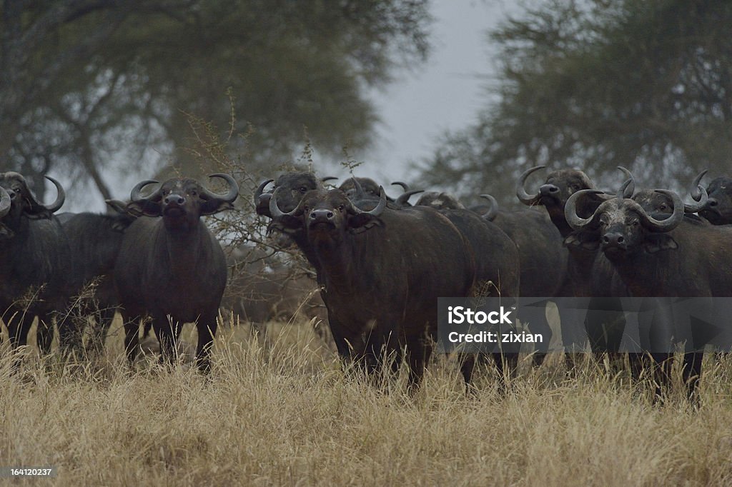 Búfalo Africano - Foto de stock de Animais Machos royalty-free