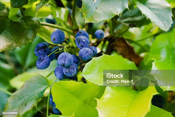 Ягоды Sloes — стоковые фотографии и другие картинки Ботаника - Ботаника, Ветвь - часть растения, Голубика