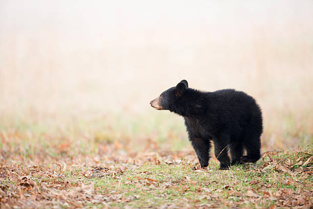 Black bear cub Black bear cub in Smoky Mountain National Park black bear cub stock pictures, royalty-free photos & images