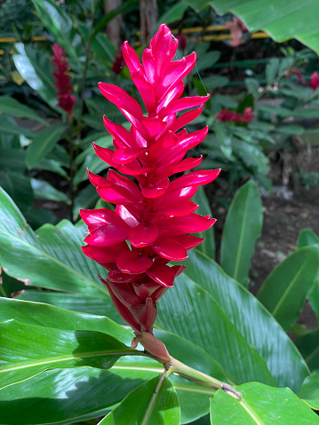 Red ginger flower (Alpinia purpurata) in La Paz Gardens Costa Rica