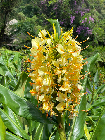 Kahili ginger flower in tropical gardens at La Paz Waterfalls Costa Rica