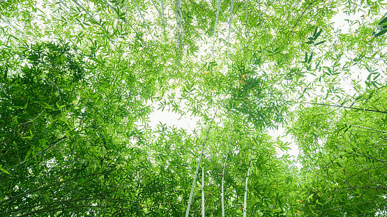 Looking up at the lush green bamboo forest