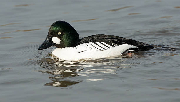 istock Male Goldeneye on water 164122658