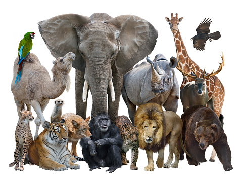 Group of Wild Animals isolated on white background.