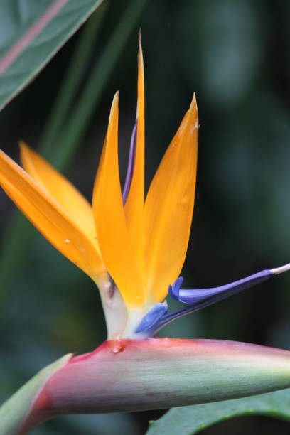 istock Bird of Paradise 1641231619