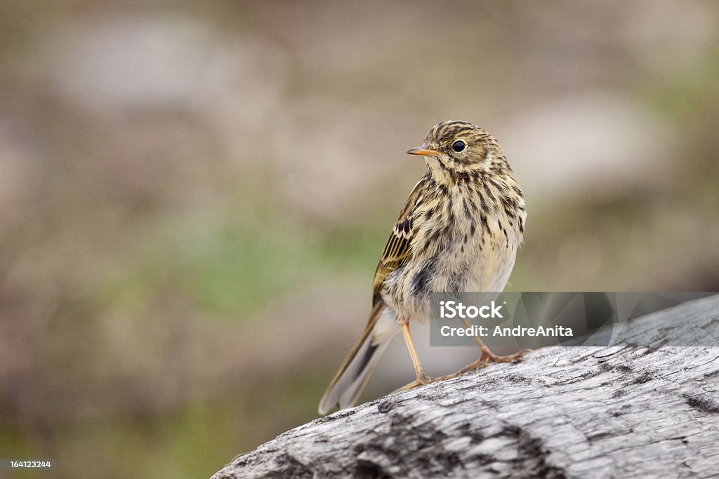 Meadow Pipit - Zbiór zdjęć royalty-free (Świergotek łąkowy)