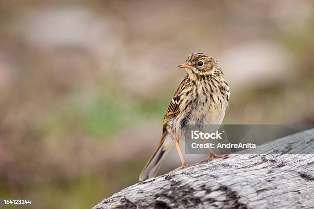 Petinhadosprados - Fotografias de stock e mais imagens de Petinha-dos-prados - Petinha-dos-prados, Animal, Animal selvagem