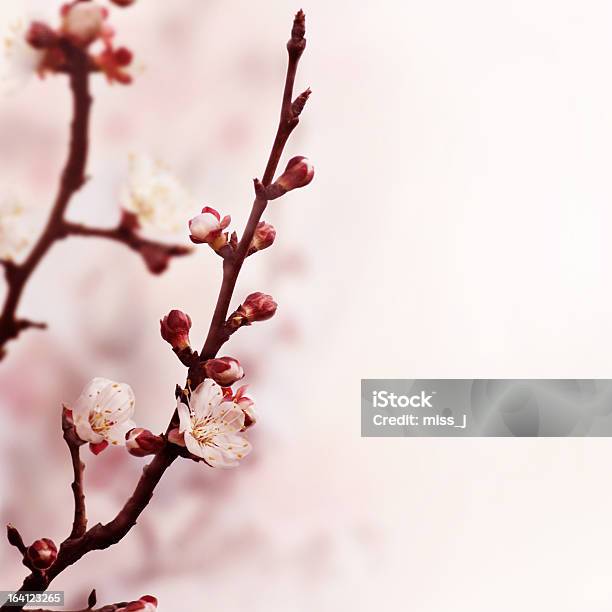 果樹の花 - ガーデニングのストックフォトや画像を多数ご用意 - ガーデニング, クローズアップ, スクエア