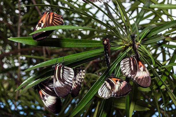 istock piano key Heliconius Butterfly 164123407