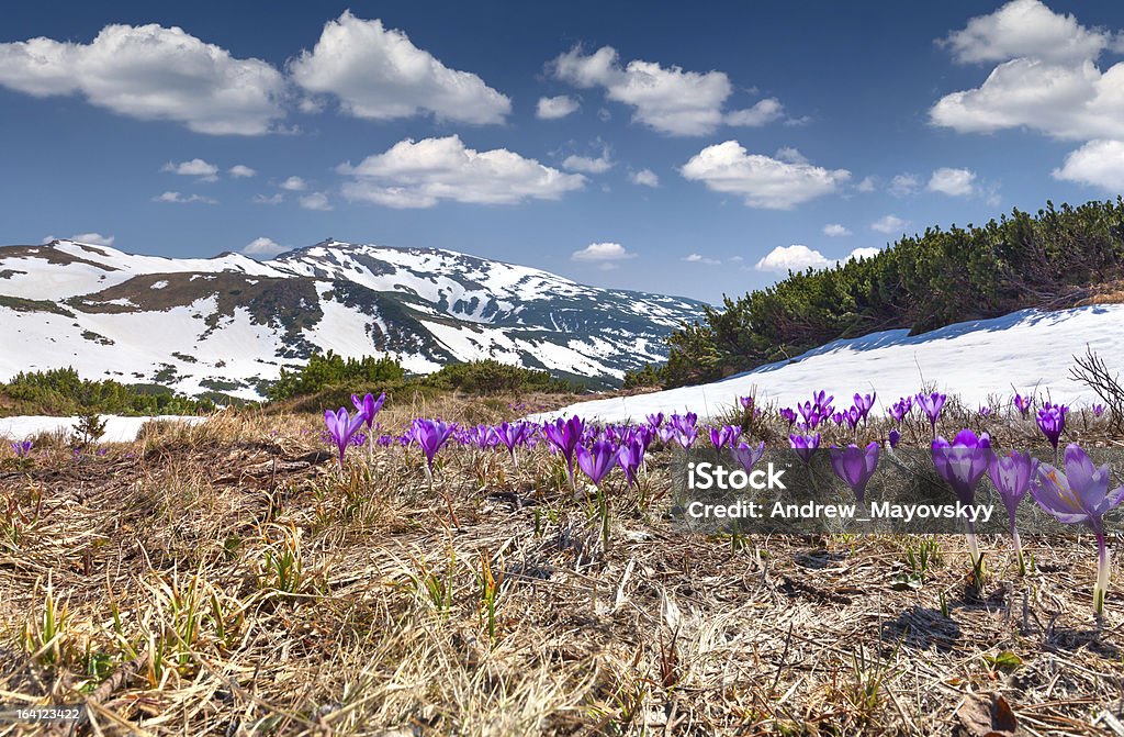 Campo Desabrochando crocuses na Primavera - Royalty-free Abeto Foto de stock