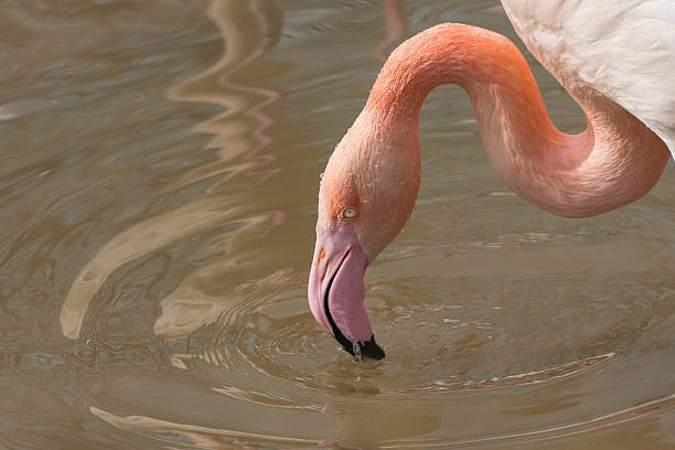 Flamingo feeding stock photo