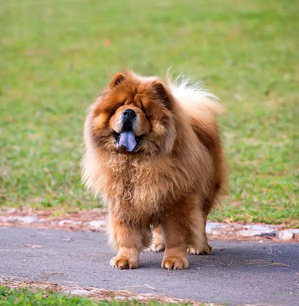 Portrait of Chow Chow , dog attentively looks at the camera