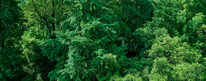 Dense trees in the forest