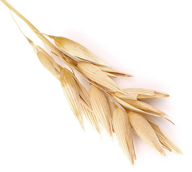istock Ear of oats in closeup 164125964