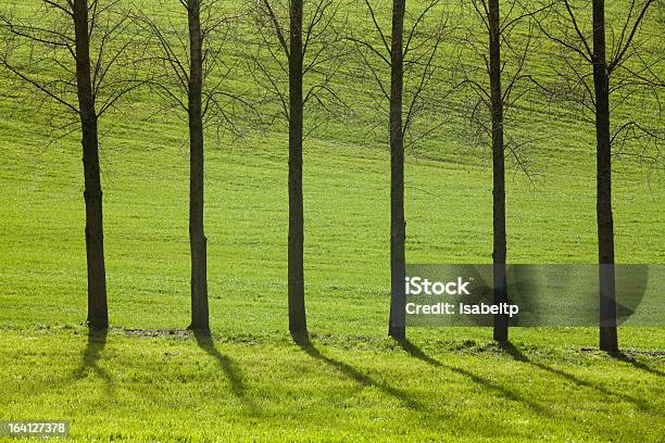 Seis Derecho Sobre Verde De Los Árboles Foto de stock y más banco de imágenes de A Coruña - A Coruña, Aire libre, Belleza