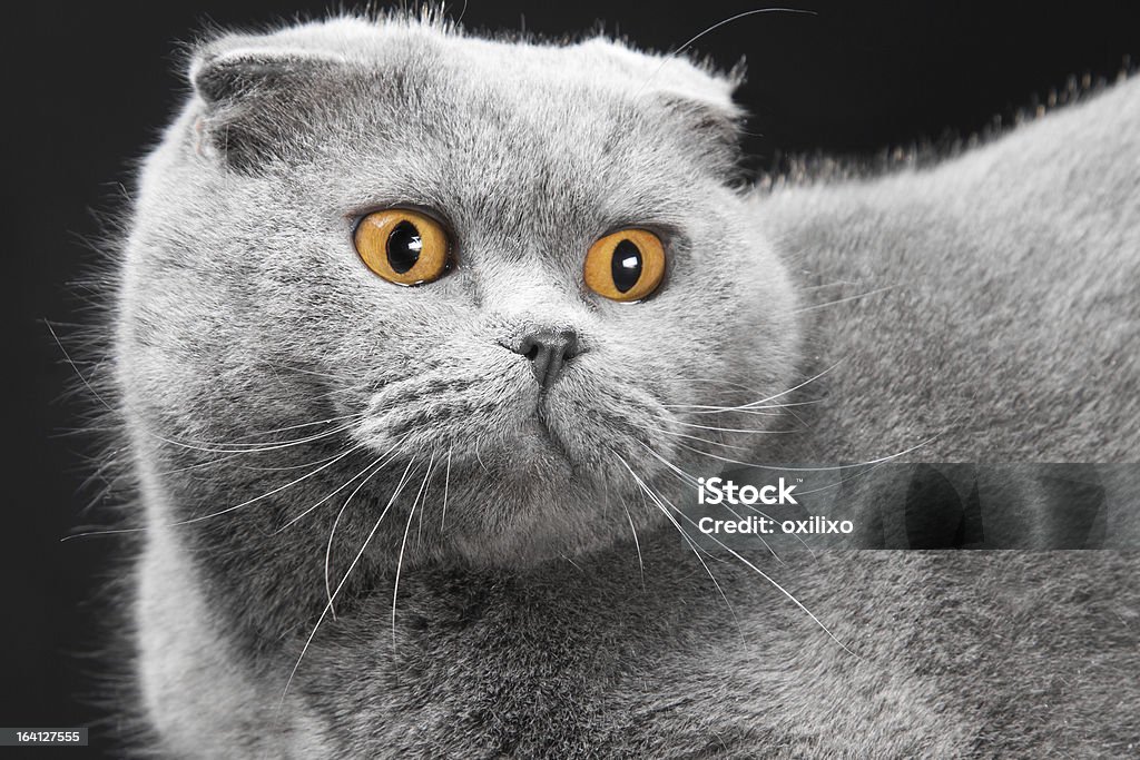 Azul gato fold escocés sobre fondo negro - Foto de stock de Animal libre de derechos