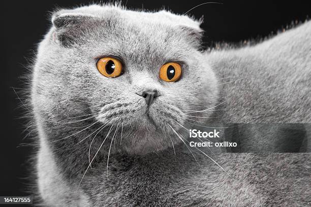 Azul Gato Fold Escocés Sobre Fondo Negro Foto de stock y más banco de imágenes de Animal - Animal, Animal doméstico, Animal joven