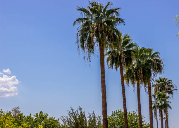 istock Row Of Palm Trees Against Blue Sky 1641287275