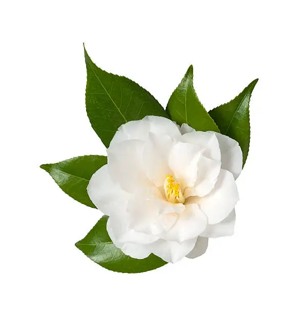 White Flower Isolated on White Background, Camellia