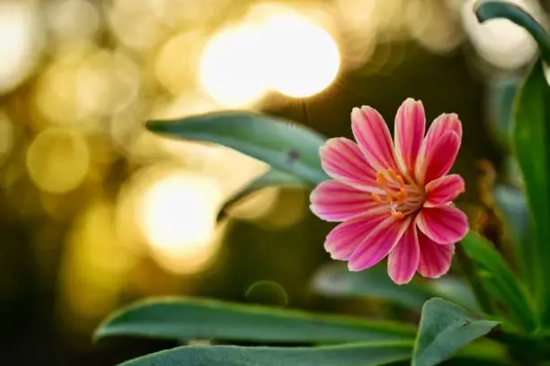 A beautiful elise lewisia flower with the golden gleam of a sunset shining through the trees in the background.
