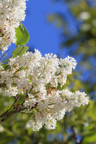 spring elderberry tree close-up. shallow depth of field.