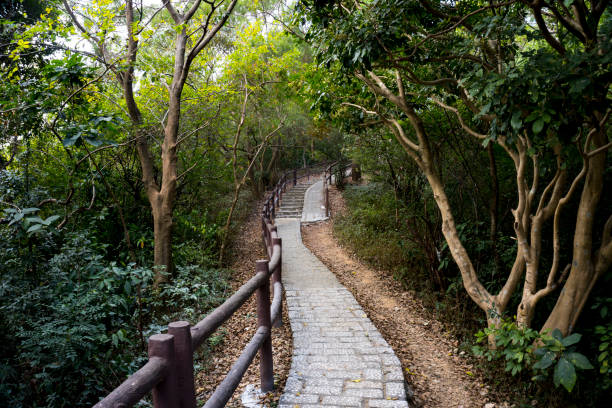 escalera de piedra, escalera, sendero, sendero, camino rural, callejón, carril en el bosque de hong kong - steep road footpath moving down fotografías e imágenes de stock