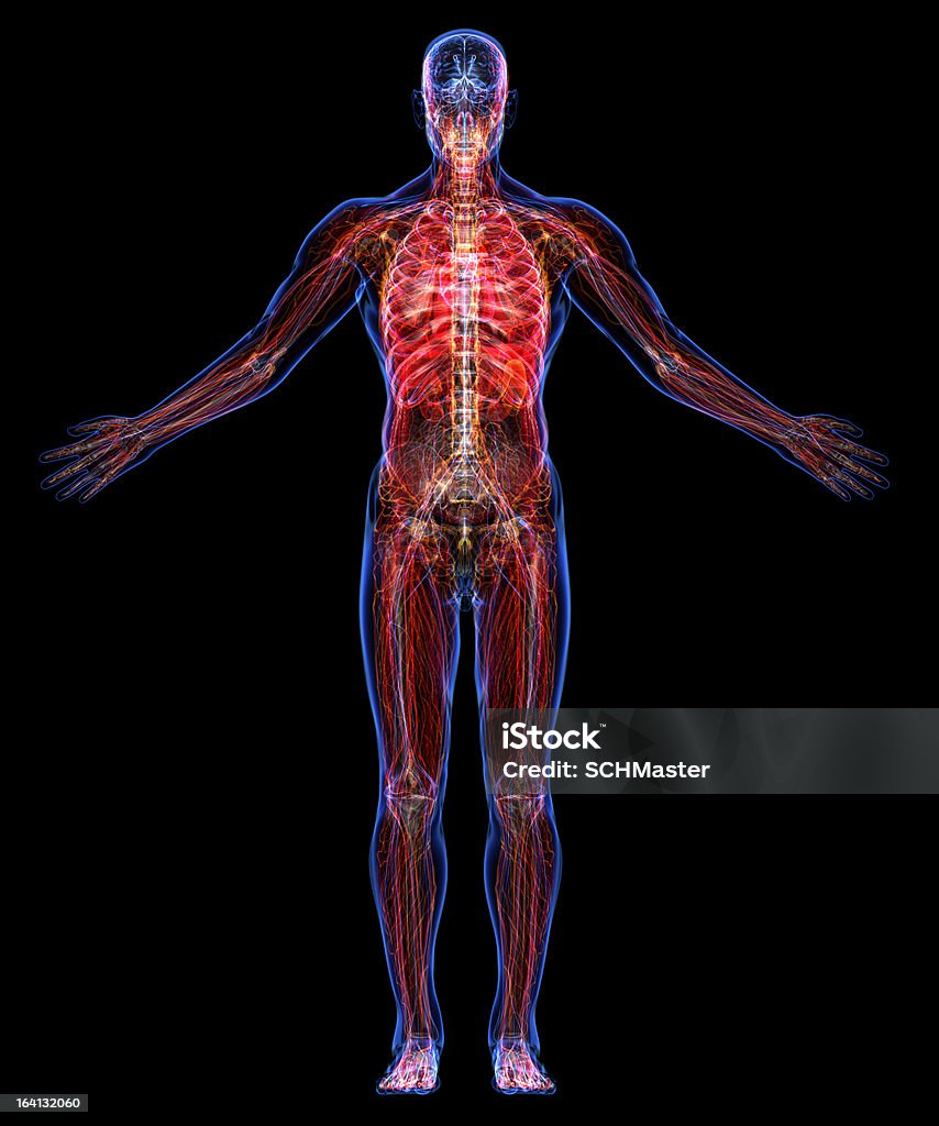 Anatomia do Corpo Humano - Royalty-free Ordem Foto de stock