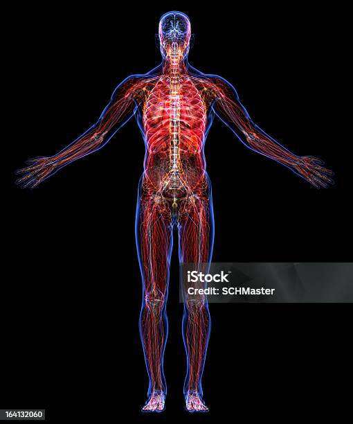 Anatomia Do Corpo Humano - Fotografias de stock e mais imagens de Ordem - Ordem, Pessoas, Uma Pessoa