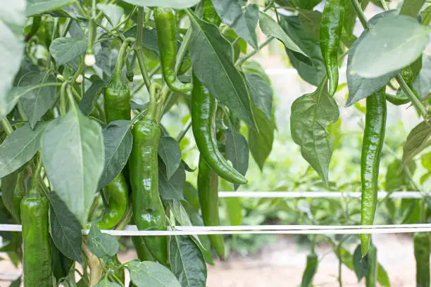 Photo of Green peppers growing in the garden.