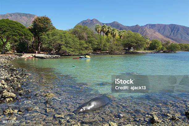 Maui Usa 19 Jan 2013 Monk Seal Schlafen In Hawaii Stockfoto und mehr Bilder von Fotografie