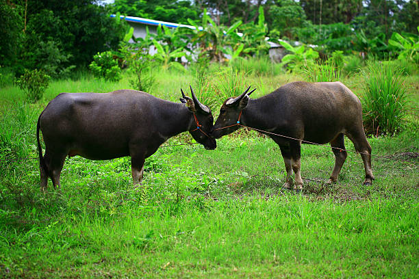 thai buffalo stock photo