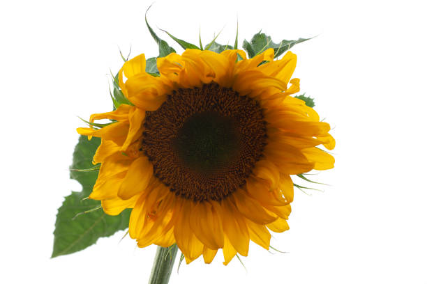 istock Yellow Sunflower Isolated on White 1641341809