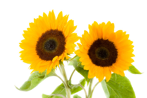 two sunflowers on white background.