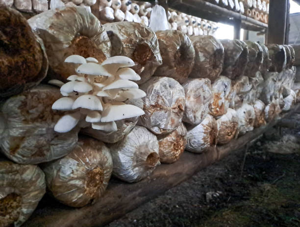 istock Oyster mushroom cultivation 1641413158