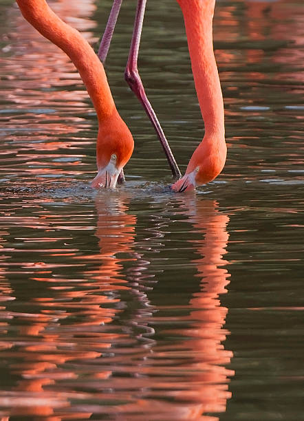 Two Flamingos feeding stock photo