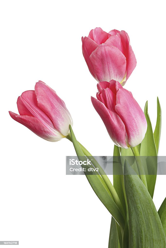 Fleurs roses - Photo de Arbre en fleurs libre de droits